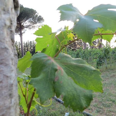 Agriturismo Occhineri 포르토 세자레오 외부 사진